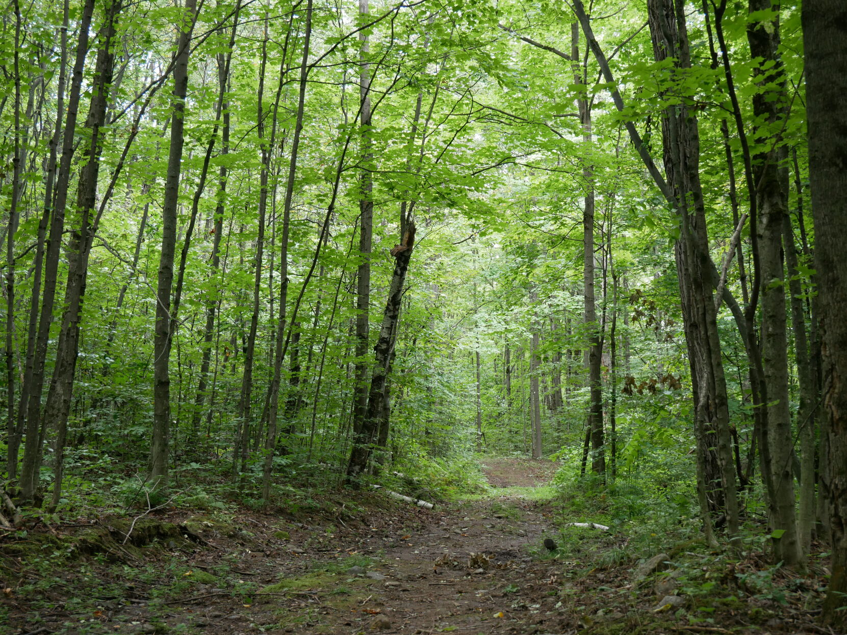 100 Acre Woods, Fairfax - 9-1-2020